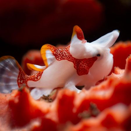 Palm Springs Bali Dive Resort Tulamben Eksteriør billede