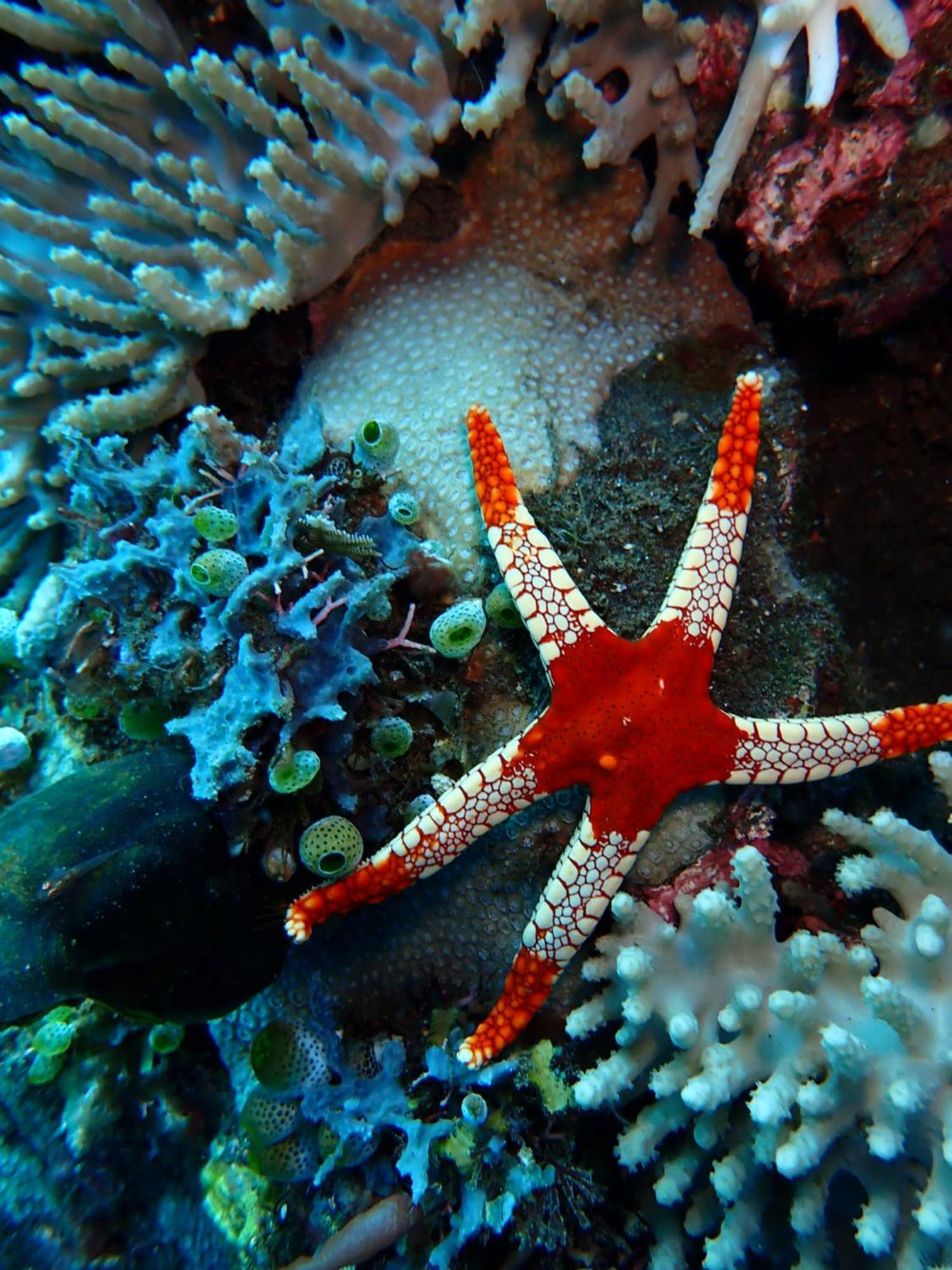 Palm Springs Bali Dive Resort Tulamben Eksteriør billede