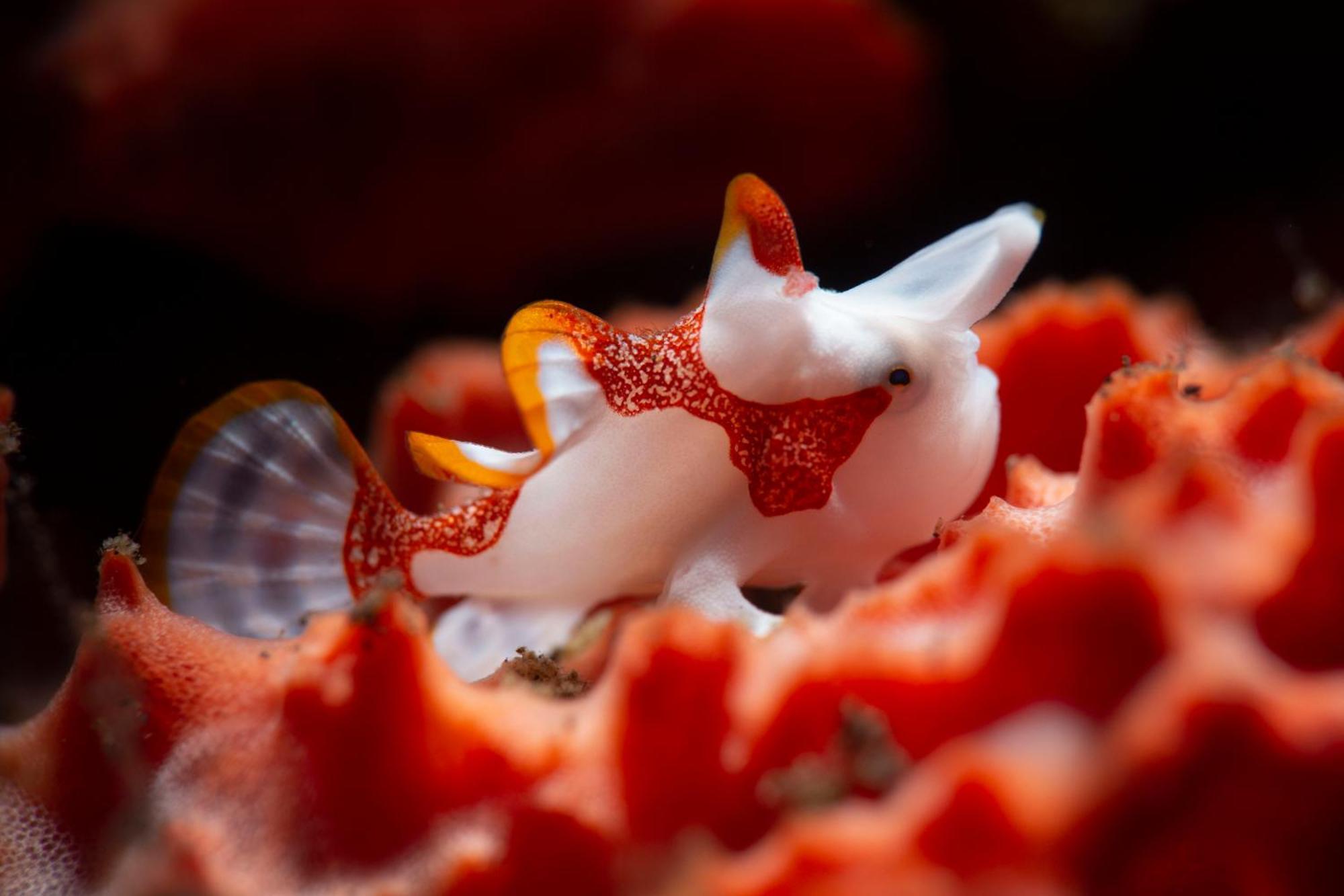 Palm Springs Bali Dive Resort Tulamben Eksteriør billede